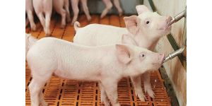 Обеспечение свиней водой - на что обращать внимание