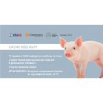 Прибуткове вирощування свиней в домашніх умовах 
