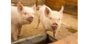 Значение витамина D для иммунной системы свиньи
