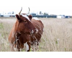 Айрширські корови: опис породи та її особливості