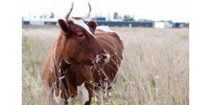 Айрширские коровы: описание породы и ее особенности
