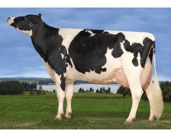 Голштинська корова: опис породи та її особливості
