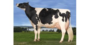 Голштинская корова: описание породы и ее особенности