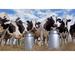 Скільки літрів молока дає корова?