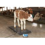Как узнать вес коровы без весов