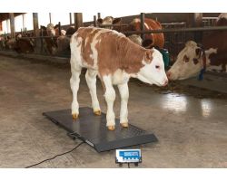 Як дізнатися вагу корови без ваг