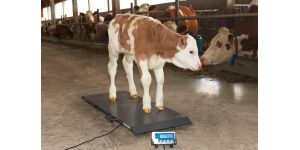 Как узнать вес коровы без весов