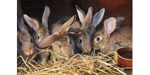 Гигиена содержания кроликов