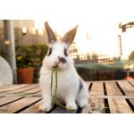 Мікроелементи та вітаміни для кролика: хто за що відповідає і як профілактувати дефіцит 