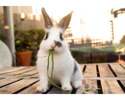 Микроэлементы и витамины для кролика: кто за что отвечает и как профилактировать дефицит