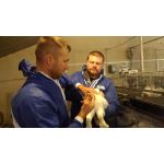 Переваги штучного осіменіння кролиць і як його організувати в господарстві