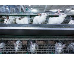 Як інтенсифікувати вирощування кролів у господарстві?