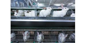 Як інтенсифікувати вирощування кролів у господарстві?