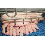 Как определить беременность свиньи на раннем сроке?