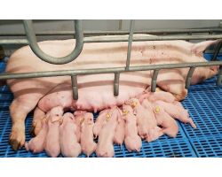 Як визначити вагітність свині на ранньому терміні?