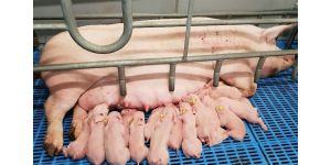 Как определить беременность свиньи на раннем сроке?