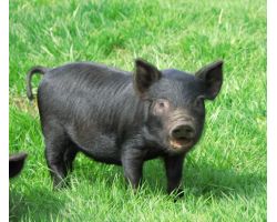 Беркширська свиня
