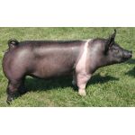 Гемпширська свиня