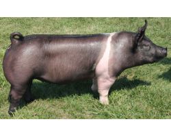 Гемпширська свиня