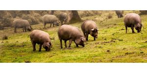 Иберийская свинья: описание породы и ее содержания