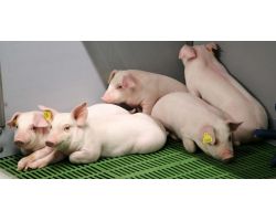 Как запустить желудок у свиньи при запоре?