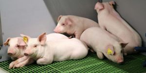 Как запустить желудок у свиньи при запоре?