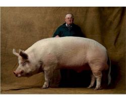 Найбільші породи свиней