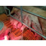 Наиболее распространенные послеродовые заболевания свиноматок