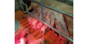 Наиболее распространенные послеродовые заболевания свиноматок