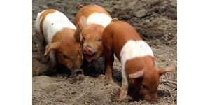 Породы свиней мясного направления