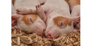 Минимальная температура содержания свиней зимой и летом