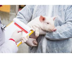 Температура у свиней: в обычных условиях и после опороса