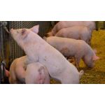 Тешена у свиней: симптоми хвороби та лікування