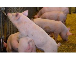 Тешена у свиней: симптомы болезни и лечение
