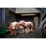 Загоны для свиней: их предназначение, виды и особенности строительства