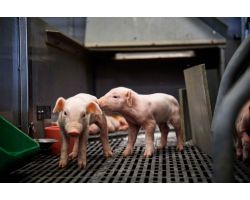 Загони для свиней: їх призначення, види та особливості будівництва