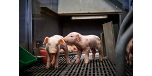 Загоны для свиней: их предназначение, виды и особенности строительства