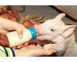 Заменитель цельного молока для поросят: состав и рекомендации по использованию