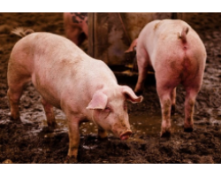 Признаки блох и вшей у свиней. Методы лечения
