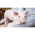 Основные заболевания свиней: диагностика, лечение и профилактика заболеваний