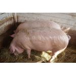 Утримання свиней в домашніх умовах: основні правила по догляду та харчування свиней