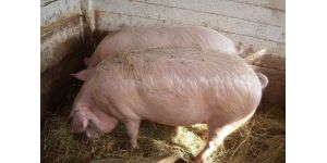 Содержание свиней в домашних условиях: основные правила по уходу и питанию свиней 