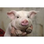 Гибрид свиней Ф1: как получают и перспективы разведения