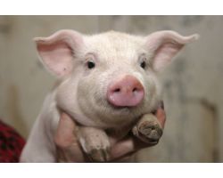 Гібрид свиней Ф1: як отримують і перспективи розведення