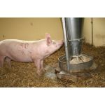 Как правильно кормить свиноматок