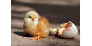 Правильная инкубация куриных яиц: технология и режимы