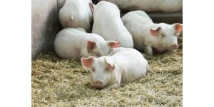Клостридиоз и меры борьбы с ним в промышленном свиноводстве