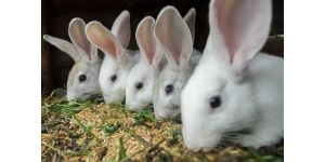 Как кормить кроликов — в чем преимущества комбикорма