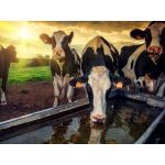 Рекомендації з напування корів: скільки потрібно води для великої рогатої худоби та як підбирати поїлки