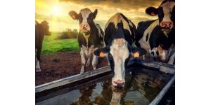 Рекомендации по поению коров: сколько нужно воды для КРС и как подбирать поилки